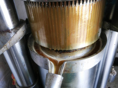 菜籽榨油機出油率不高什么原因(圖1) 菜籽榨油機出油率不高什么原因(圖1)